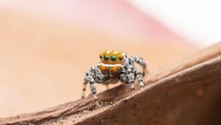 Spesies laba-laba baru ini masuk genus Maratus atau peacock spiders (laba-laba merak). Disebut peacock spiders karena penampakannya yang cantik jelita bak burung Merak. (dok. Museum Victoria)