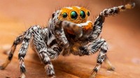 Inilah Maratus nemo, spesies laba-laba yang baru ditemukan di Australia. Nama nemo merujuk pada tokoh kartun berwujud ikan badut di film Finding Nemo. (dok. Museum Victoria)