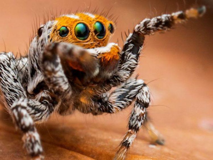 Foto: Laba-laba Cantik Itu Bernama Nemo