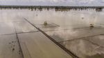Waduh, Lahan Pertanian di Pangandaran Terendam Banjir Lagi