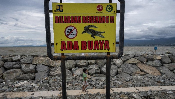 Ngeri! Pantai Wisata di Palu Jadi Habitat Buaya Pemerintah setempat pasang tanda peringatan larangan berenang di kawasan wisata pantai Kampung Lere, Palu. Pasalnya kawasan itu jadi habitat baru kawanan buaya.