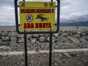 Ngeri! Pantai Wisata di Palu Jadi Habitat Buaya