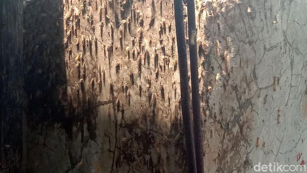 Ribuan ulat bulu menyerang permukiman warga di kawasan Kudus, Jawa Tengah. Kehadiran ribuan ulat bulu itu pun meresahkan warga.
