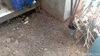 Akibat serbuan ulat bulu ini banyak tanaman warga yang rusak. Selain itu banyak warga yang mengeluh gatal-gatal.