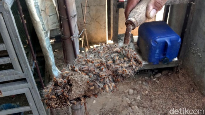 Ngeri! Ribuan Ulat Bulu Serbu Rumah Warga di Kudus Ribuan ulat bulu menyerang permukiman warga di kawasan Kudus, Jawa Tengah. Kehadiran ribuan ulat bulu itu pun meresahkan warga.