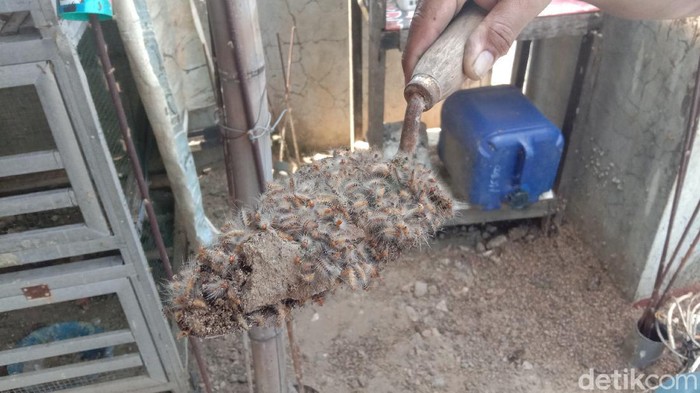 Penampakan ulat bulu yang serbu rumah warga Desa Ploso, Kudus, Jumat (26/3/2021)