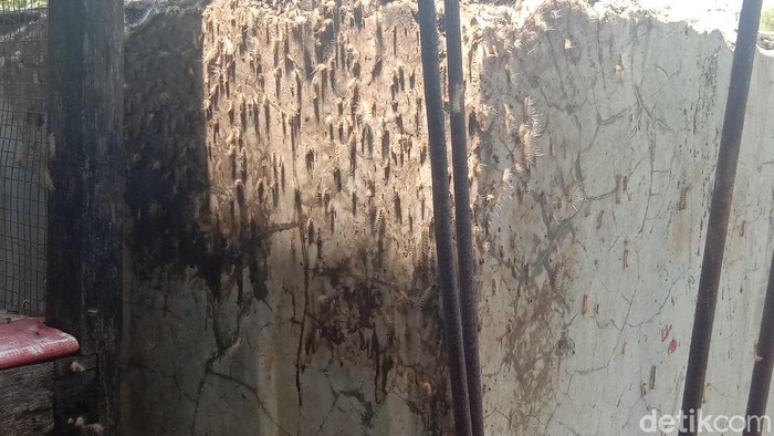Penampakan ulat bulu yang serbu rumah warga Desa Ploso, Kudus, Jumat (26/3/2021)