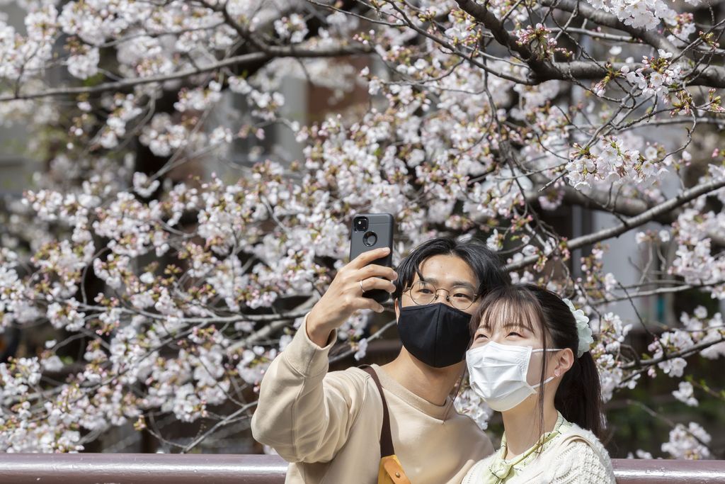 Bunga sakura mulai bermekaran di berbagai negara. Warga pun antusias untuk melihat pemandangan yang mempesona saat bunga sakura mulai bermekaran.