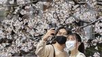 Pesona Bunga Sakura Bermekaran di Berbagai Negara