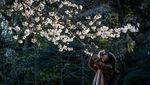 Pesona Bunga Sakura Bermekaran di Berbagai Negara