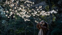 Japan Meteorological Corporation mengumumkan musim bunga sakura tahun ini terlihat lima kali lebih mekar. Getty Images/Yuichi Yamazaki