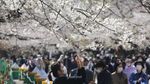 Pesona Bunga Sakura Bermekaran di Berbagai Negara