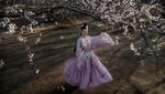 Pesona Bunga Sakura Bermekaran di Berbagai Negara