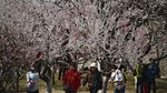 Pesona Bunga Sakura Bermekaran di Berbagai Negara