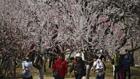 Bunga-bunga sakura yang bermekaran di Beijing membuat tak sedikit warga keluar rumah untuk menyaksikannya. AP Photo/Andy Wong