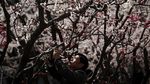 Pesona Bunga Sakura Bermekaran di Berbagai Negara