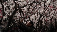 Bunga sakura yang bermekaran menjadi daya tarik bagi warga untuk mengabadikannya dengan kamera mereka. AP Photo/Andy Wong