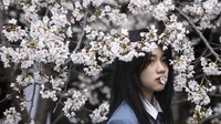 Selain di Beijing, bunga sakura juga bermekaran di Universitas Wuhan, China. Getty Images