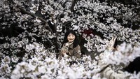 Turis biasanya datang untuk melihat bunga sakura bermekaran di Universitas Wuhan selama musim semi. Getty Images