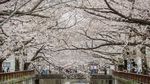 Pesona Bunga Sakura Bermekaran di Berbagai Negara