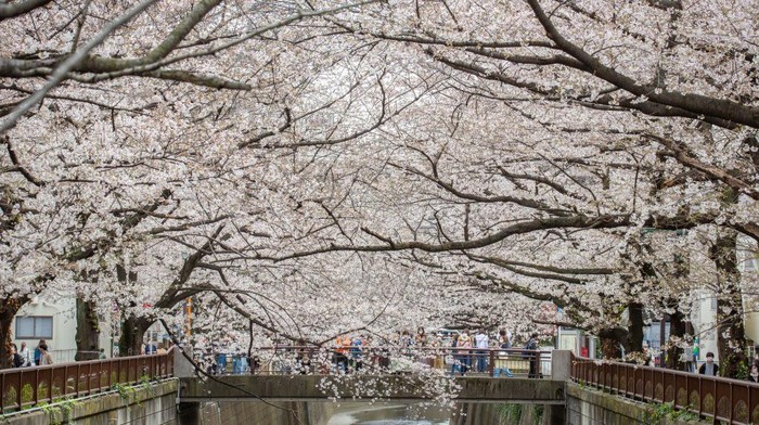 Bunga sakura mulai bermekaran di berbagai negara. Warga pun antusias untuk melihat pemandangan yang mempesona saat bunga sakura mulai bermekaran.
