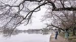 Pesona Bunga Sakura Bermekaran di Berbagai Negara