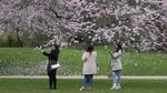 Pesona Bunga Sakura Bermekaran di Berbagai Negara