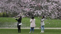 Selain di Amerika, warga juga menikmati indahnya bunga sakura di St Jamess Park, London, Inggris. AP Photo/Kirsty Wigglesworth