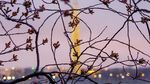 Pesona Bunga Sakura Bermekaran di Berbagai Negara