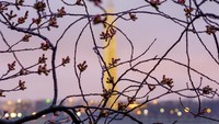 Pohon sakura (Cherry Blossom) juga bermekaran di sepanjang Tidal Basin, Washington, Amerika Serikat. AP Photo/J. David Ake