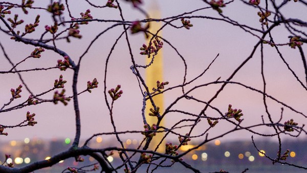 Pohon sakura (Cherry Blossom) juga bermekaran di sepanjang Tidal Basin, Washington, Amerika Serikat. AP Photo/J. David Ake Pohon sakura (Cherry Blossom) juga bermekaran di sepanjang Tidal Basin, Washington, Amerika Serikat. AP Photo/J. David Ake