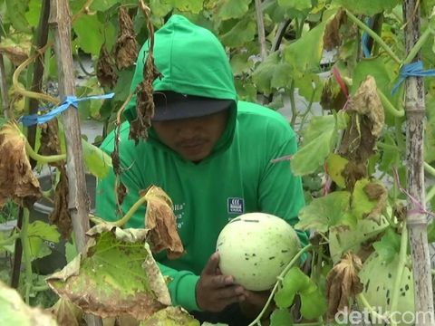 Seorang petani di Kota Probolinggo sukses membudidayakan melon dalmatian di ruang terbuka. Padahal, melon jenis ini biasa ditanam dan berbuah maksimal di rumah kaca dan ruang tertutup.