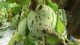 Petani Kota Probolinggo Sukses Tanam Melon Kelas Menengah ke Atas