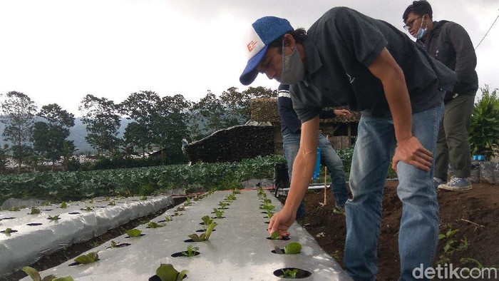 Petani Milenial Lembang Bandung
