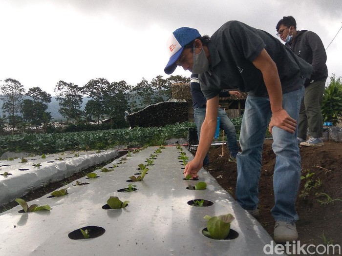 Petani Milenial Lembang Bandung