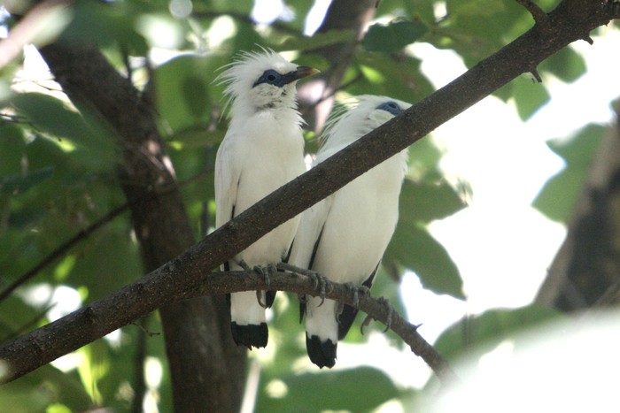Keberadaan jalak Bali sempat dinyatakan hampir hilang akibat perburuan dan konversi lahan di Pulau Dewata. Burung cantik ini pun masuk dalam daftar satwa langka