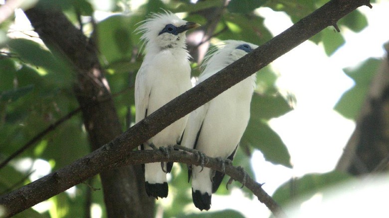 Potret Curik Bali yang Hilang Kini Kembali Keberadaan jalak Bali sempat dinyatakan hampir hilang akibat perburuan dan konversi lahan di Pulau Dewata. Burung cantik ini pun masuk dalam daftar satwa langka