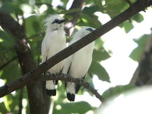 9 Burung di Indonesia Ini Hampir Punah, Ada yang Pernah Tersisa 6 Ekor