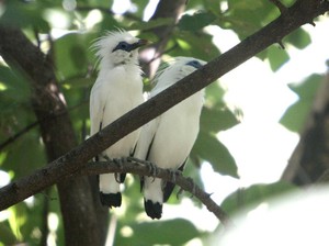 Jalak Bali, Si Putih nan Lincah tapi Terancam Punah