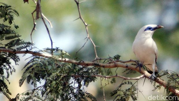 Keberadaan jalak Bali sempat dinyatakan hampir hilang akibat perburuan dan konversi lahan di Pulau Dewata. Burung cantik ini pun masuk dalam daftar satwa langka