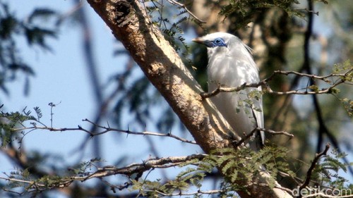 Keberadaan jalak Bali sempat dinyatakan hampir hilang akibat perburuan dan konversi lahan di Pulau Dewata. Burung cantik ini pun masuk dalam daftar satwa langka