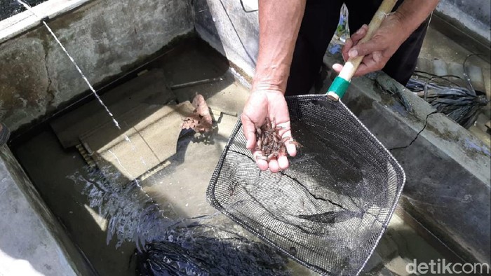 Budi daya lobster air tawar di Gunungkidul, Sabtu (27/3/2021).