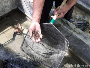 Melihat Budi Daya Lobster Air Tawar di Gunungkidul