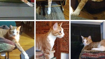 Kucing ini kerap mengeluarkan satu tangannya saat tidur atau duduk. Foto: Brightside/h-h-c / Reddit