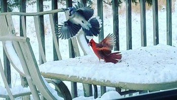 Gambar sempurna ini tertangkap secara tidak sengaja.Foto: Brightside/jgeezy235/Reddit