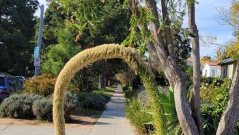 Tanaman ini menjuntai hingga ke trotoar. Foto: Brightside/Ambit*ous_Fruit_3301/Reddit