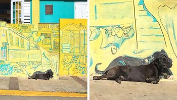 Warga Puerto Rico melukis mural ini. Mereka memastikan untuk memasukkan anjing yang sering kedinginan di sana. Dan anjing ini tepat tiduran di lukisannya. Foto: Brightside/gemjammm/ Reddit  