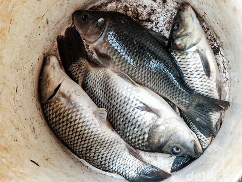 Ikan mas di Pondok Aren, Tangerang Selatan, Banten. (Andhika Prasetia/detikcom)