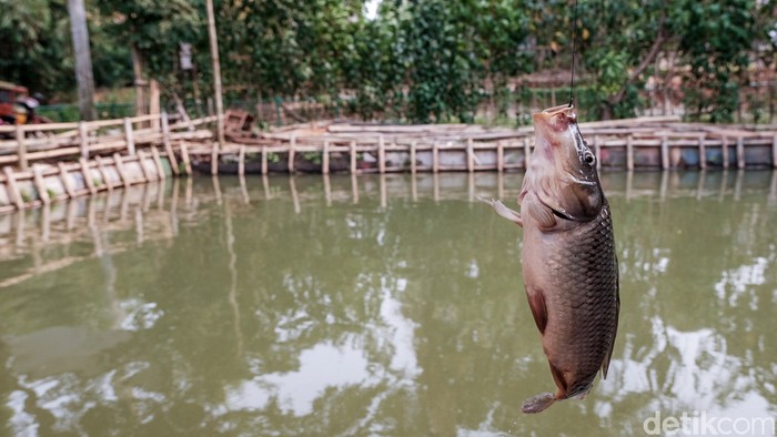 Ikan mas di Pondok Aren, Tangerang Selatan, Banten. (Andhika Prasetia/detikcom) Ikan mas di Pondok Aren, Tangerang Selatan, Banten. (Andhika Prasetia/detikcom)