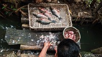 Menurut Lembaga Ilmu Pengetahuan Indonesia (LIPI), ikan mas adalah ikan pengganggu alias invasif. (Andhika Prasetia/detikcom)